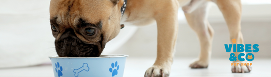 The Importance Of Cleaning Your Pet's Bowls