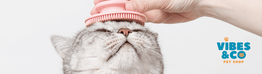 Why brushing regularly is good for your cat